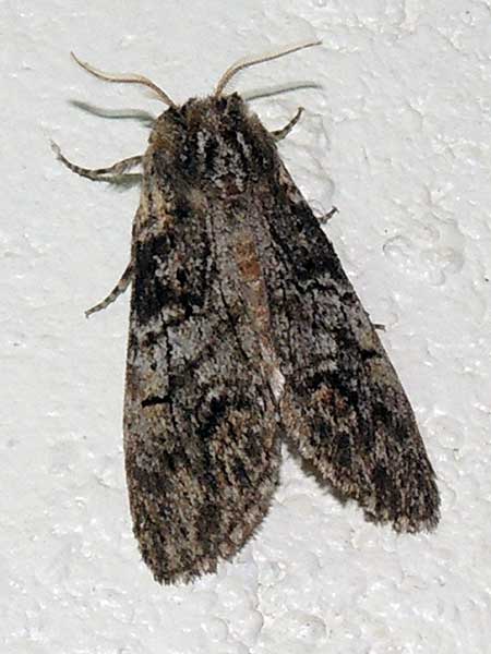 a noctuidae from Kerio Valley, Kenya, Africa. December 2014. Photo © by Michael Plagens