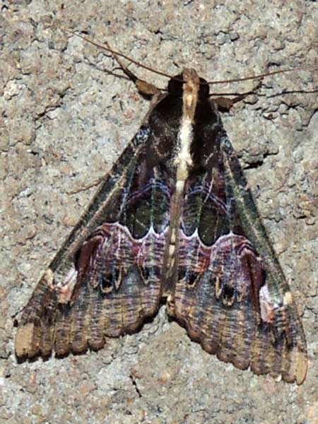 a noctuidae, maybe Sphingomorpha, from Kerio Valley, Kenya, Africa. December 2014. Photo © by Michael Plagens