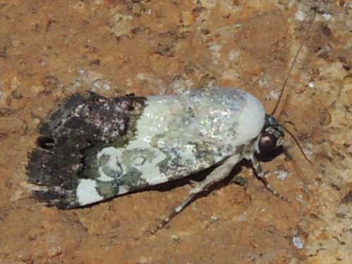 a noctuidae, Acontia sp., from Kerio Valley, Kenya, Africa. December 2014. Photo © by Michael Plagens