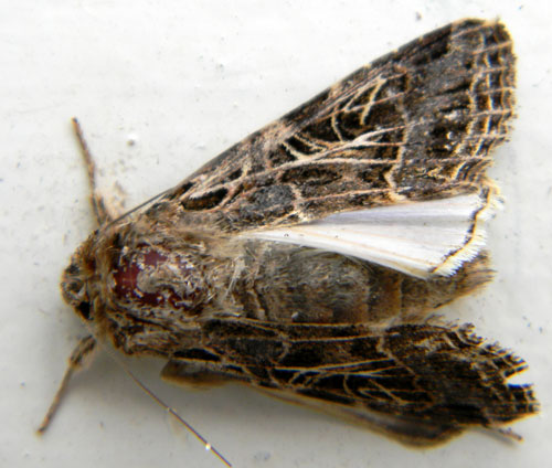 an adult cutworm moth, noctuinae, found at Eldoret, Kenya, Oct. 2010. Photo © by Michael Plagens