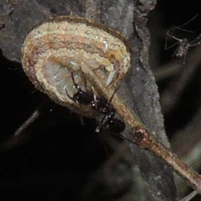 a cutworm moth larva, noctuinae, from Iten, Kenya. Photo © by Michael Plagens