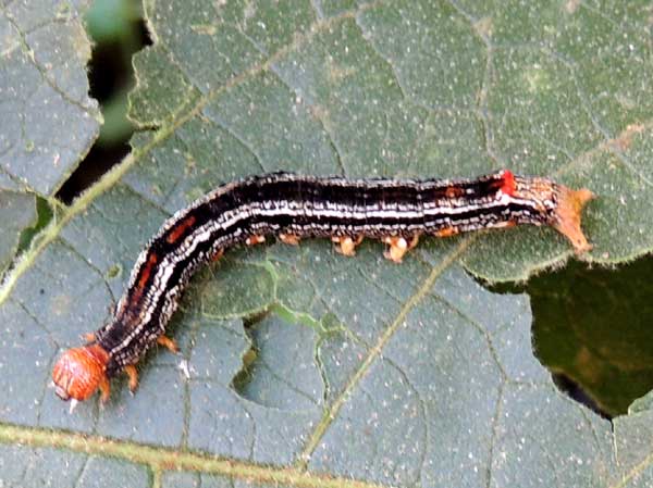  larva or caterpillar of a Notodontidae, Kenya. Photo © by Michael Plagens