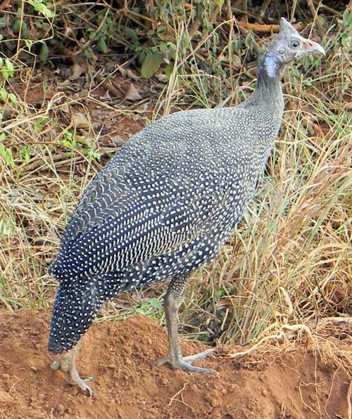 Helmeted Guineafowl, Numida meleagris, photo © by Michael Plagens