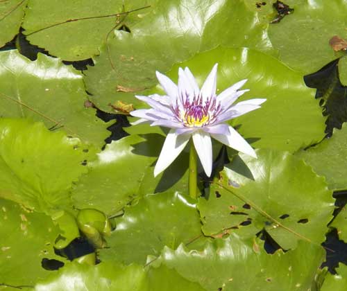 Water Lily, Nymphaea sp., Kenya, photo © by Michael Plagens