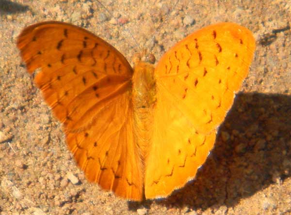 a unknown species of Nymphalidae observed at Kakamega Forest, Kenya. Photo © by Michael Plagens