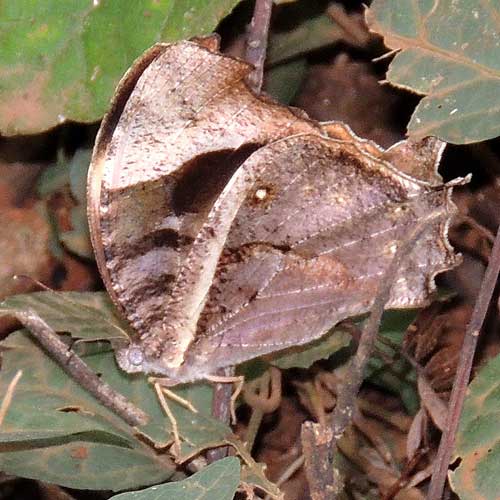 Gnophodes betsimena butterfly, Nairobi, Kenya. Photo © by Michael Plagens