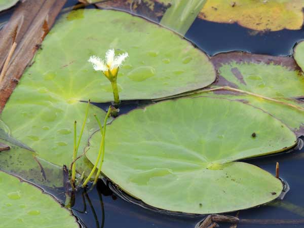 Nymphoides indica in Kenya, photo © by Michael Plagens