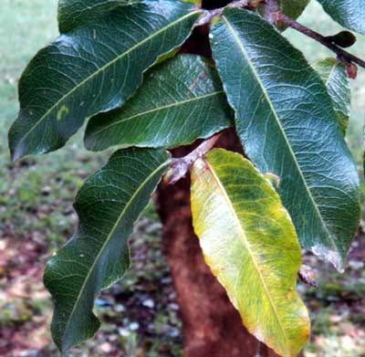 Dark green, leathery leaves of Ochna, Nairobi, Kenya, photo © by Michael Plagens