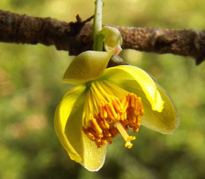 Ochna, Nairobi, Kenya, photo © by Michael Plagens