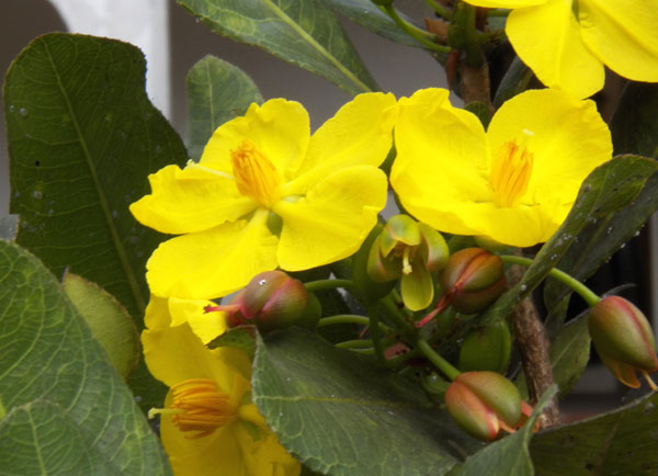 Ochna sp., possibly O. serrulata, Gede Ruins, Kenya, photo © by Michael Plagens