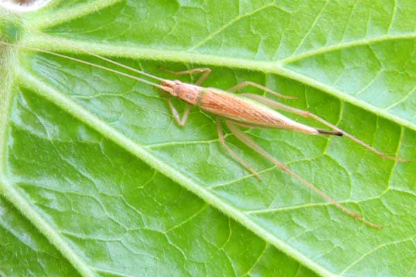 a tree cricket, subfamily Oecanthinae, from Eldoret, Kenya, photo © by Michael Plagens