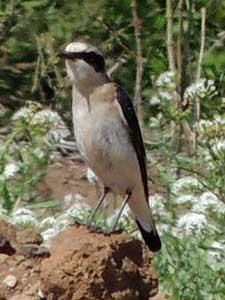Northern Wheatear, Oenanthe oenanthe, photo © by Michael Plagens