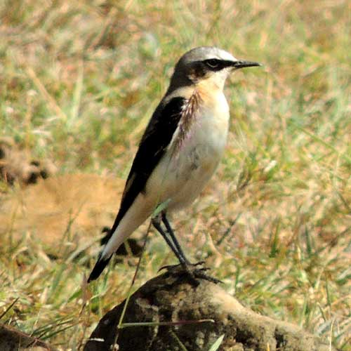 Northern Wheatear, Oenanthe oenanthe, photo © by Michael Plagens