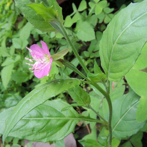 Oenothera rosea in Kenya photo © by Michael Plagens