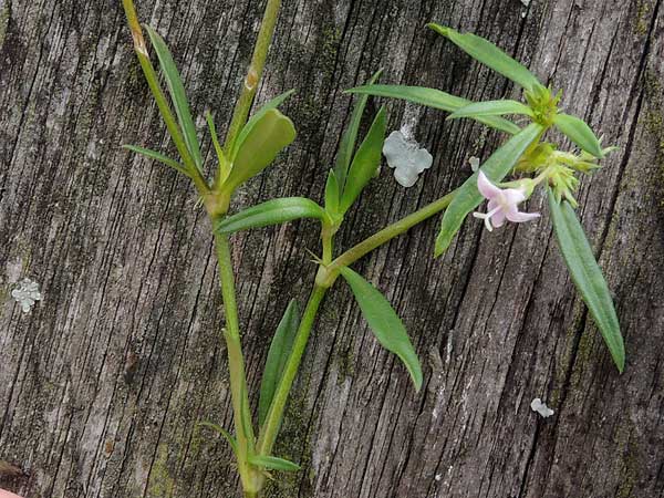 Oldenlandia sp. by Michael Plagens