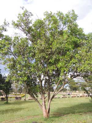 East African Olive, Olea capensis, Nairobi, Kenya, photo © by Michael Plagens
