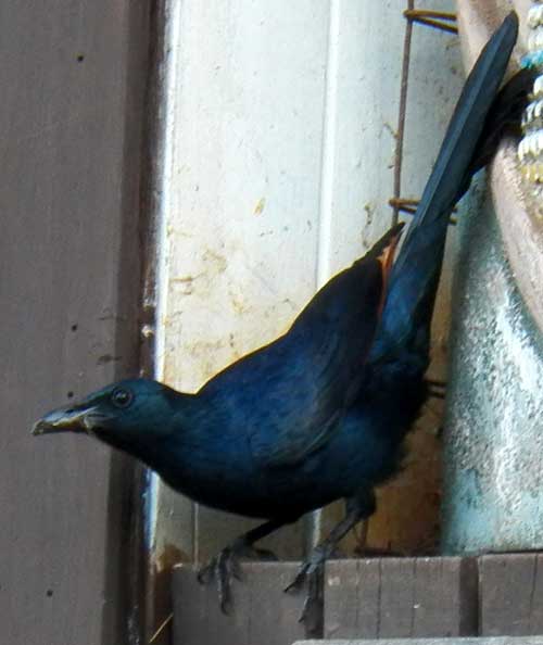 Red-winged Starling, Onychognathus morio, photo © by Michael Plagens