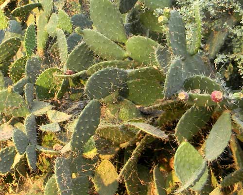 Prickly Pear Cactus, Opuntia, from near Lake Baringo, Rift Valley, Kenya, photo © by Michael Plagens