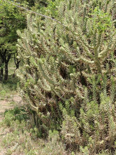 Cholla Cactus, Opuntia exaltata, from Nakuru, Rift Valley, Kenya, photo © by Michael Plagens