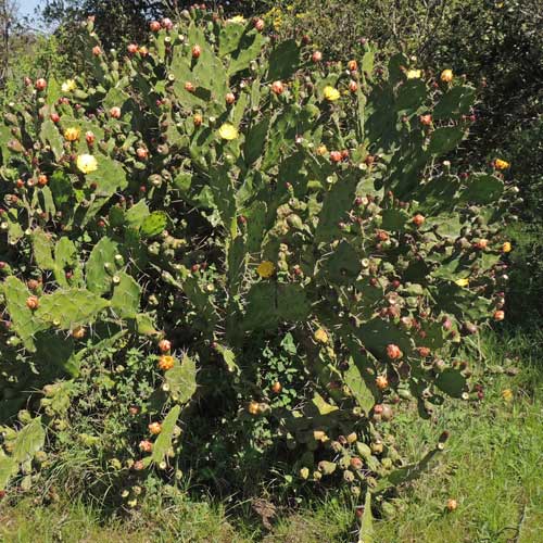 Prickly Pear Cactus, Opuntia, from near Nyeri, Kenya, photo © by Michael Plagens