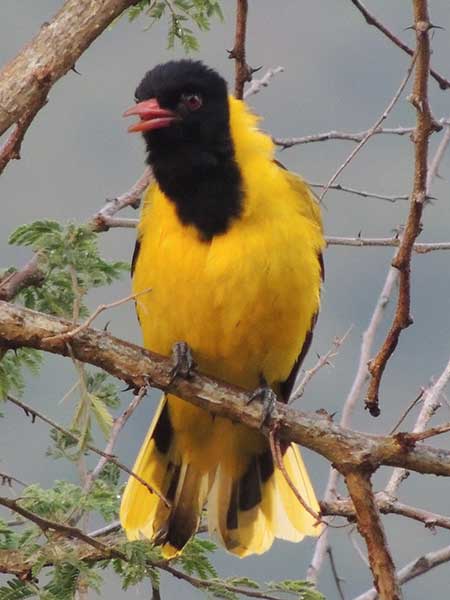 African Black-headed Oriole, Oriolus larvatus, photo © by Michael Plagens