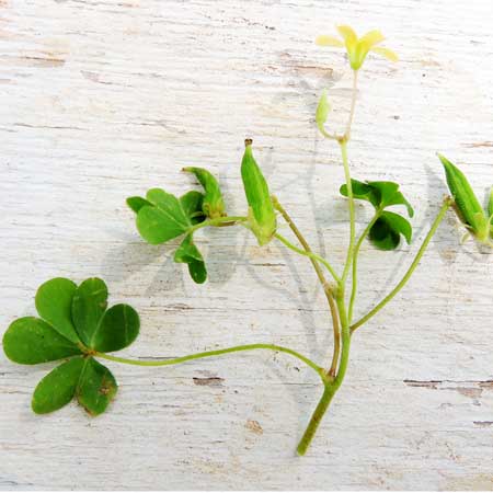 Oxalis corniculata in Kenya, photo © by Michael Plagens