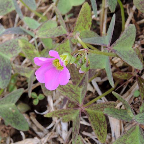 Wood Sorrel, Oxalis latifolia, photo © by Michael Plagens