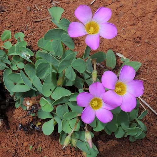 Oxalis obliquifolia in Kenya, photo © by Michael Plagens