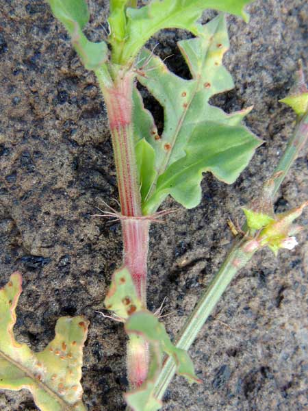 Oxygonum stuhlmannii photo © by Michael Plagens