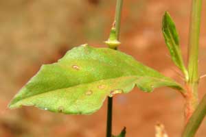 leaf of Oxygonum sinuatum photo © by Michael Plagens