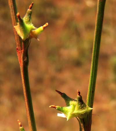 Oxygonum sinuatum photo © by Michael Plagens