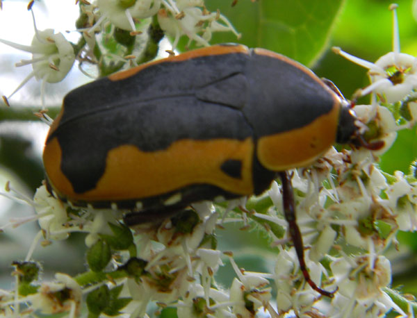 a flower chafer, possibly Pachnoda sinuata, at Nairobi, Kenya. Photo © by Michael Plagens