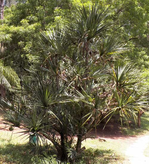 Screw Pine, Pandanus, by Michael Plagens