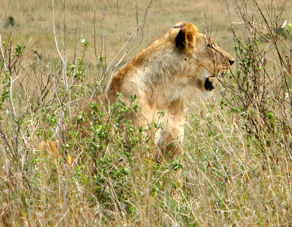 African Lion, Panthera leo, photo © by Michael Plagens