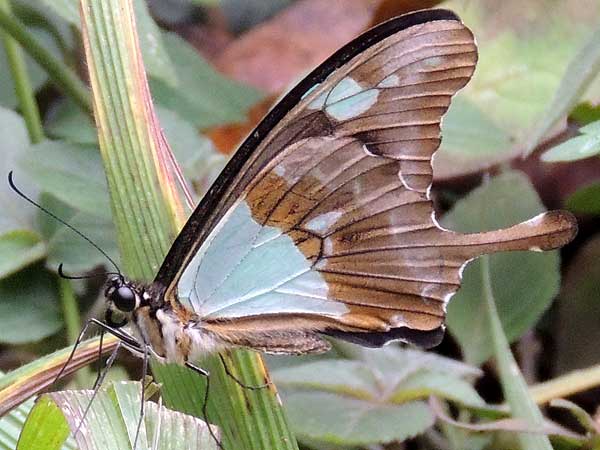 Apple-Green Swallowtail, Papilio phorcas, Nairobi, Kenya. Photo © by Michael Plagens