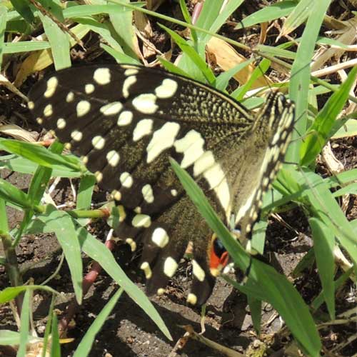 Citrus Swallowtail, Papilio demodocus, South Nandi Forest, Kenya. Photo © by Michael Plagens