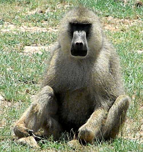 Olive Baboon, Papio anubis, photo © by Michael Plagens