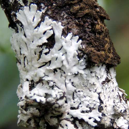 fungi on rotting log from South Nandi, Kenya. Photo © by Michael Plagens