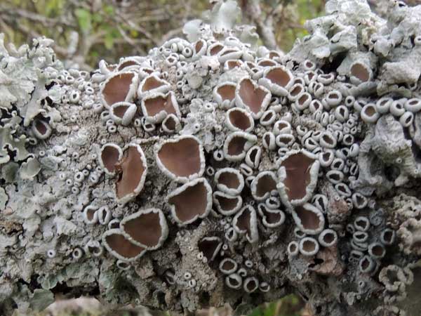a foliose lichen with fruiting bodies, possibly Parmelina, among many lichens on a tree branch, Kenya. Photo © by Michael Plagens