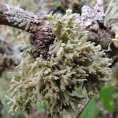 a foliose lichen with tubular stems among many lichens on a tree branch, Kenya. Photo © by Michael Plagens