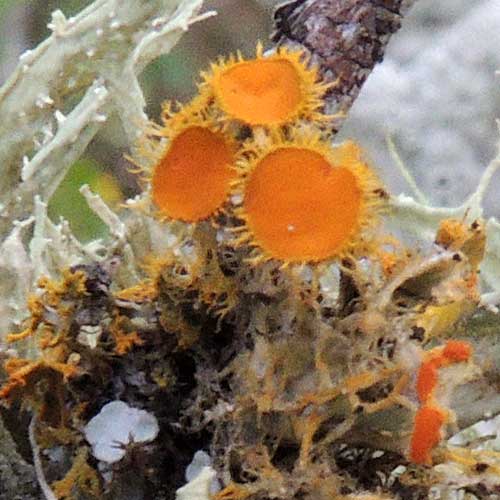 a foliose lichen with orange fruiting bodies among many lichens on a tree branch, Kenya. Photo © by Michael Plagens