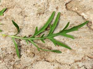 Leaf of Parthenium hysterophorus in Kenya, photo © by Michael Plagens