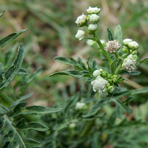 Parthenium hysterophorus in Kenya, photo © by Michael Plagens