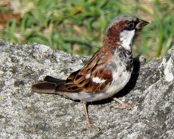 Male House Sparrow, Passer domesticus, photo © by Michael Plagens