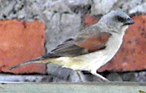 Grey-headed Sparrow, Passer griseus, photo © by Michael Plagens.