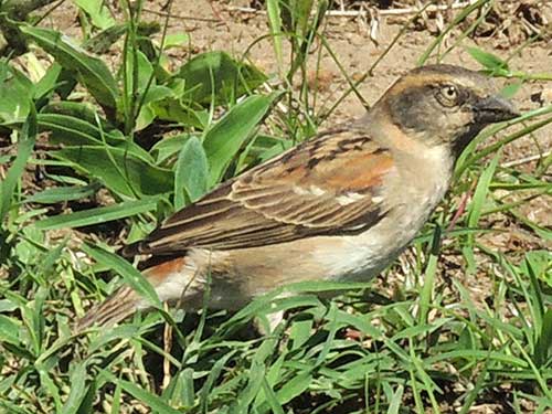 Kenya Rufous Sparrow, Passer rufocinctus, female, photo © by Michael Plagens.