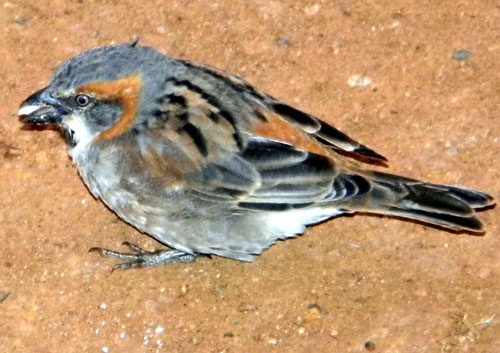 Kenya Rufous Sparrow, Passer rufocinctus, male, photo © by Michael Plagens.