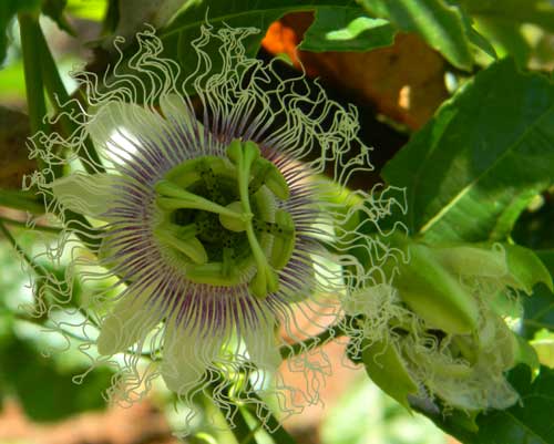 Purple Passion Fruit, Passiflora edulis, in cultivation near Eldoret, Kenya, photo © by Michael Plagens