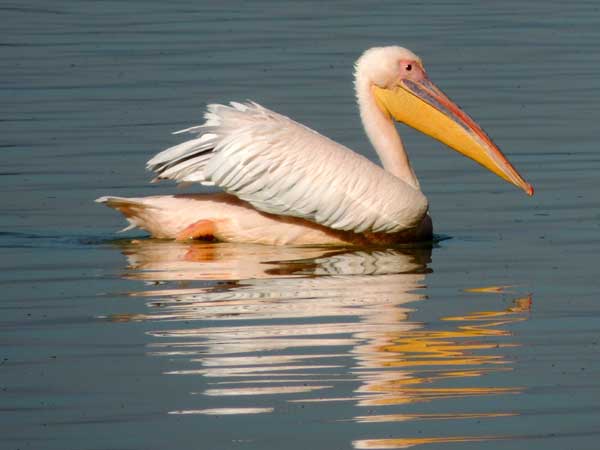 Great White Pelican, Pelecanus onocrotalus, photo © by Michael Plagens