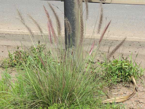 Pennisetum setaceum in Kenya, photo © by Michael Plagens